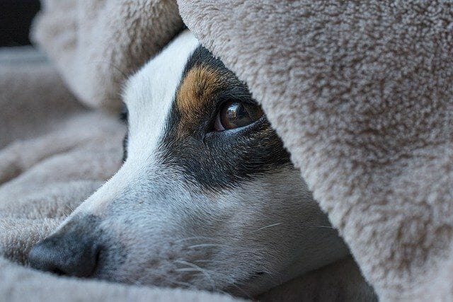 Jack Russell Terrier With Common Health Issues