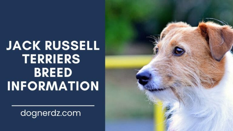 jack russell terriers breed information