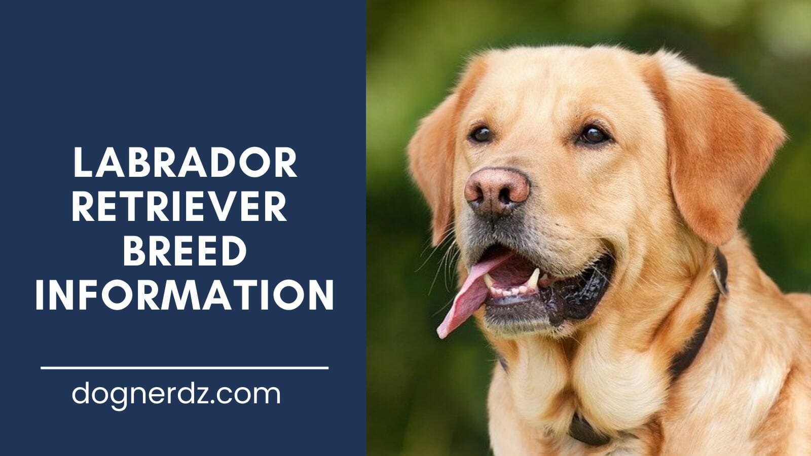 all you need to know about labrador retriever dog breed