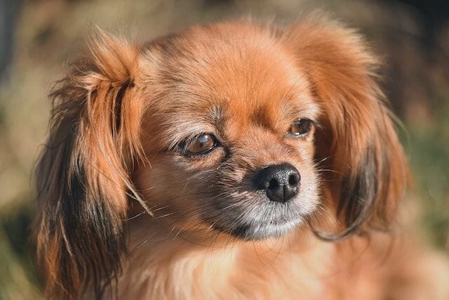 Long Haired Chihuahua Is A Similar Dog Breeds