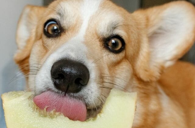 Dog With Sensitive Stomach Eating Fruit