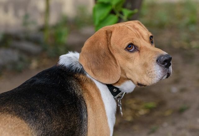 A Tricolor Beagle