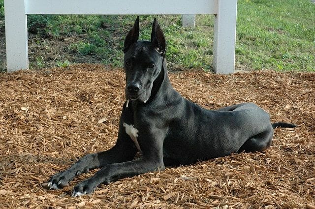 Great Danes Have A Smooth And Silky Coat