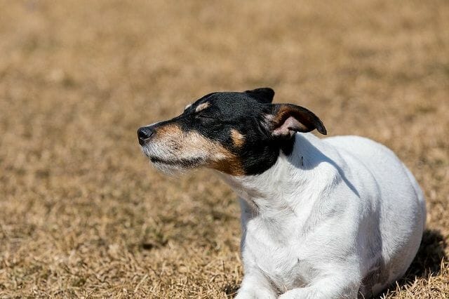 Jack Russell Terrier With A Smooth Coat, Which Is Shorter Fur