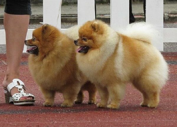 What Does a Pomeranian Look Like