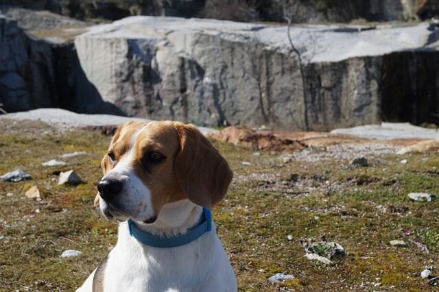 A Beagle Love The Outdoor Environment