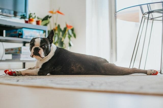 Boston Terrier Behaved In An Apartment