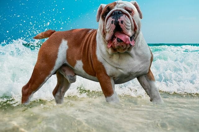 Bulldog Plays Water in a Beach Gets Enough Exercise