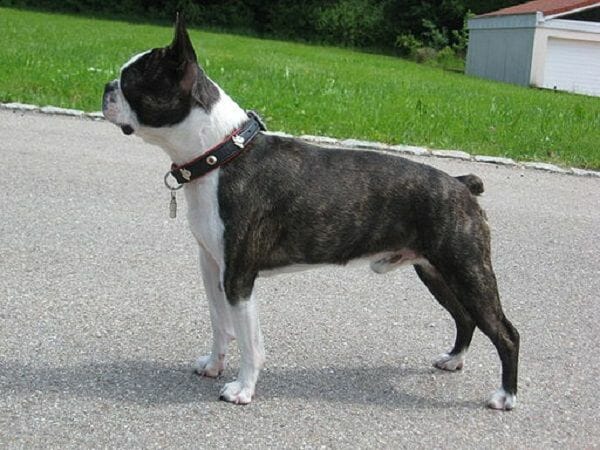 A Boston Terrier That Looks Like A Mini Boxer