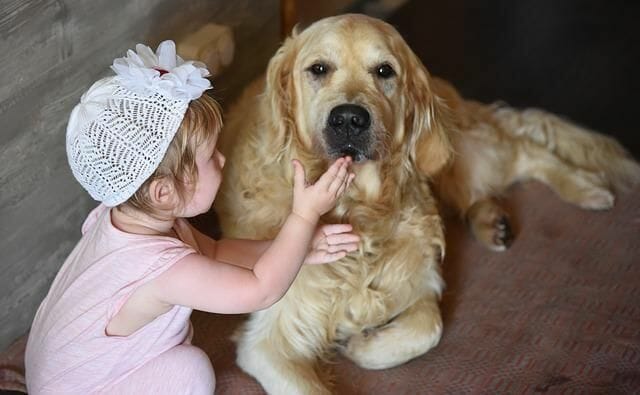 Friendly Golden Retriever With A Baby
