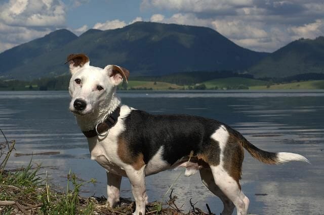 Average Life Span Of A Jack Russell Terrier Is 13-16 Years