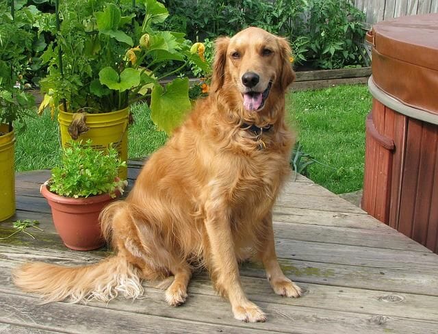 A 10 To 12 Years Old Golden Retriever