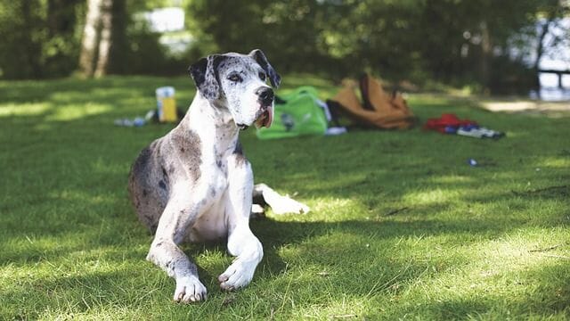 Great Dane Relaxing in A Picnic Area