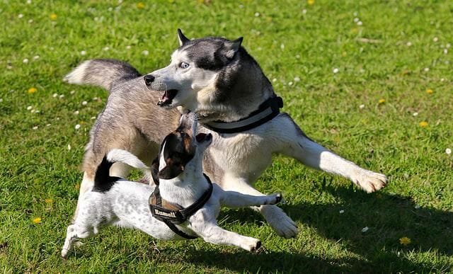 Energetic Jack Russell Terrier Playing With Husky