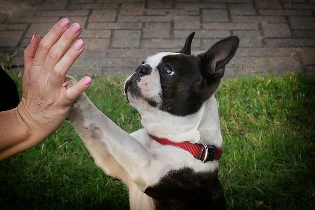 Boston Terrier Bred As An Affectionate Companion And Cuddle Buddy