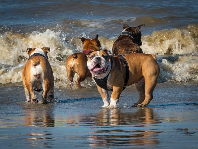 Bulldogs Playing At The Beach