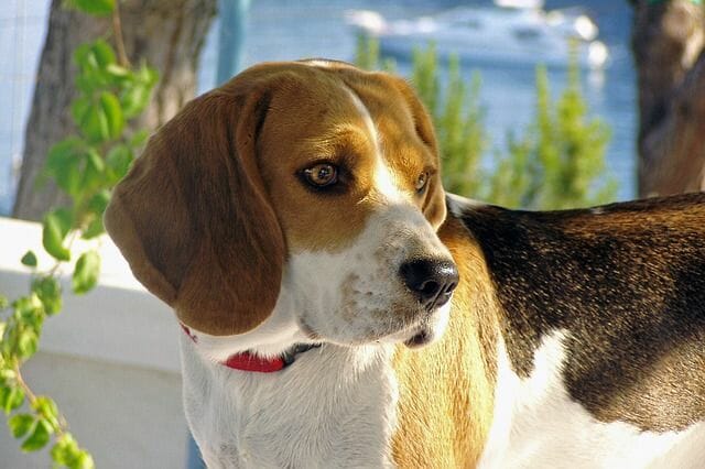 Beagles for Hunting Animals such as Rabbits and Hares