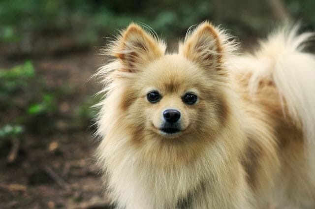 What Were Pomeranians Bred for