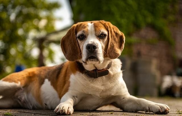 Beagles are said to have originated in Great Britain 