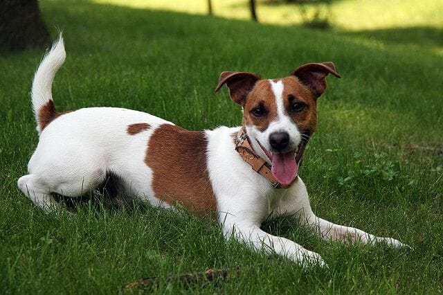 Jack Russell Terrier Originate From England