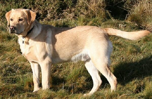 Golden Retriever Similar Dog Breed Is Labrador Retriever