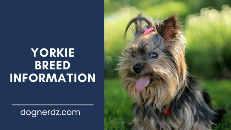 Meet the Yorkie: The World’s Smallest Comedian