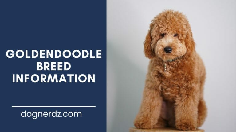Meet the Goldendoodle: the Designer Breed That Has Been Sweeping America