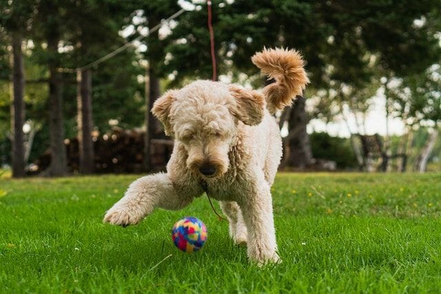 Easy to Train Goldendoodles Playing Ball