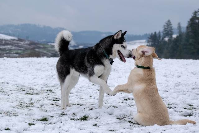 Husky Playing With A Dog