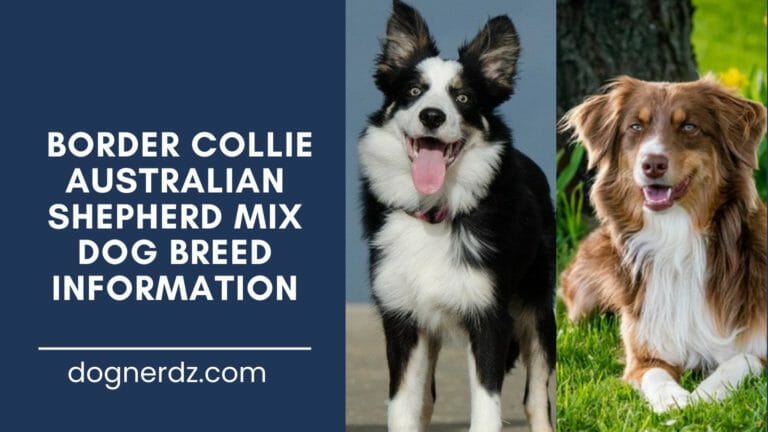 What to Know When You Are Buying a Border Collie Australian Shepherd Mix?