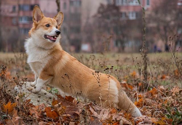Corgi With a Common Health Issue Due to Its Elongated Body