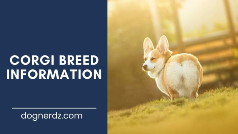 Corgis: The Beloved Short-Legged Breed with Quite a History