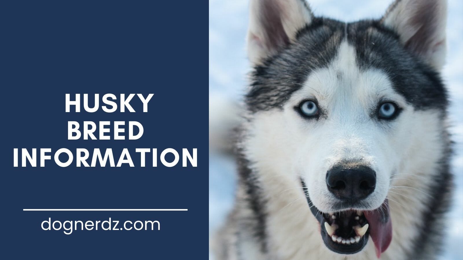 husky dog breed information