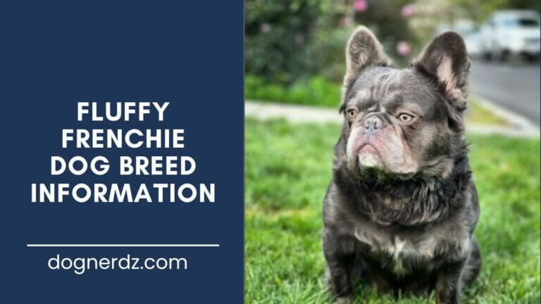 Fluffy Frenchie: The Facts