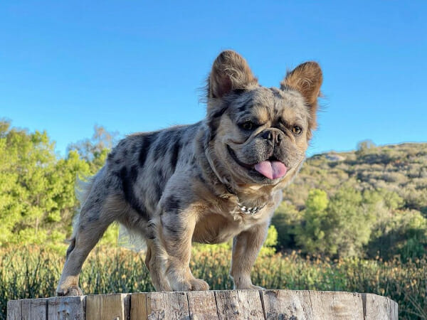What Does A Fluffy Frenchie Look Like