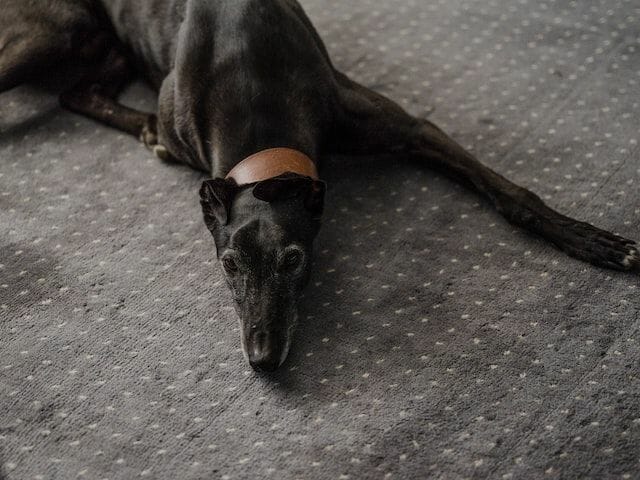 Greyhound With Common Health Issues