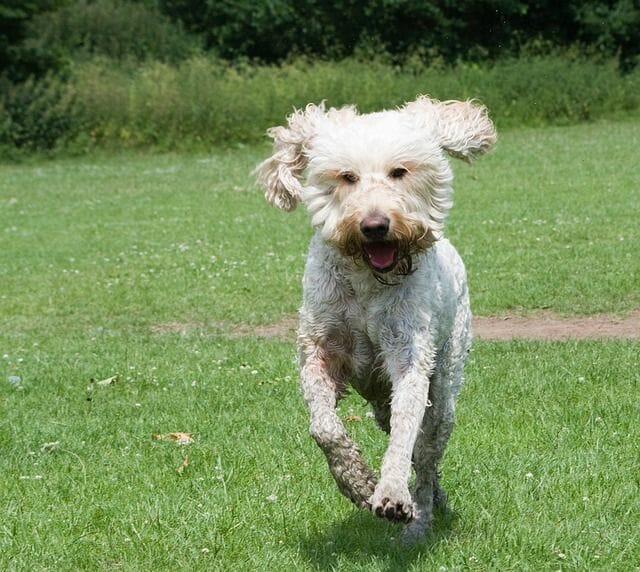 Goldendoodle Running as a Form of Exercise 