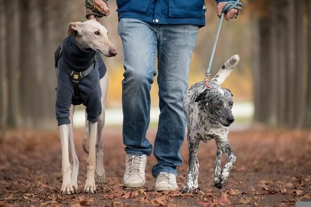 Person Taking Greyhound and Other Dogto Exercise