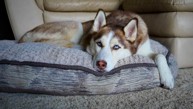 Husky With Common Health Issues