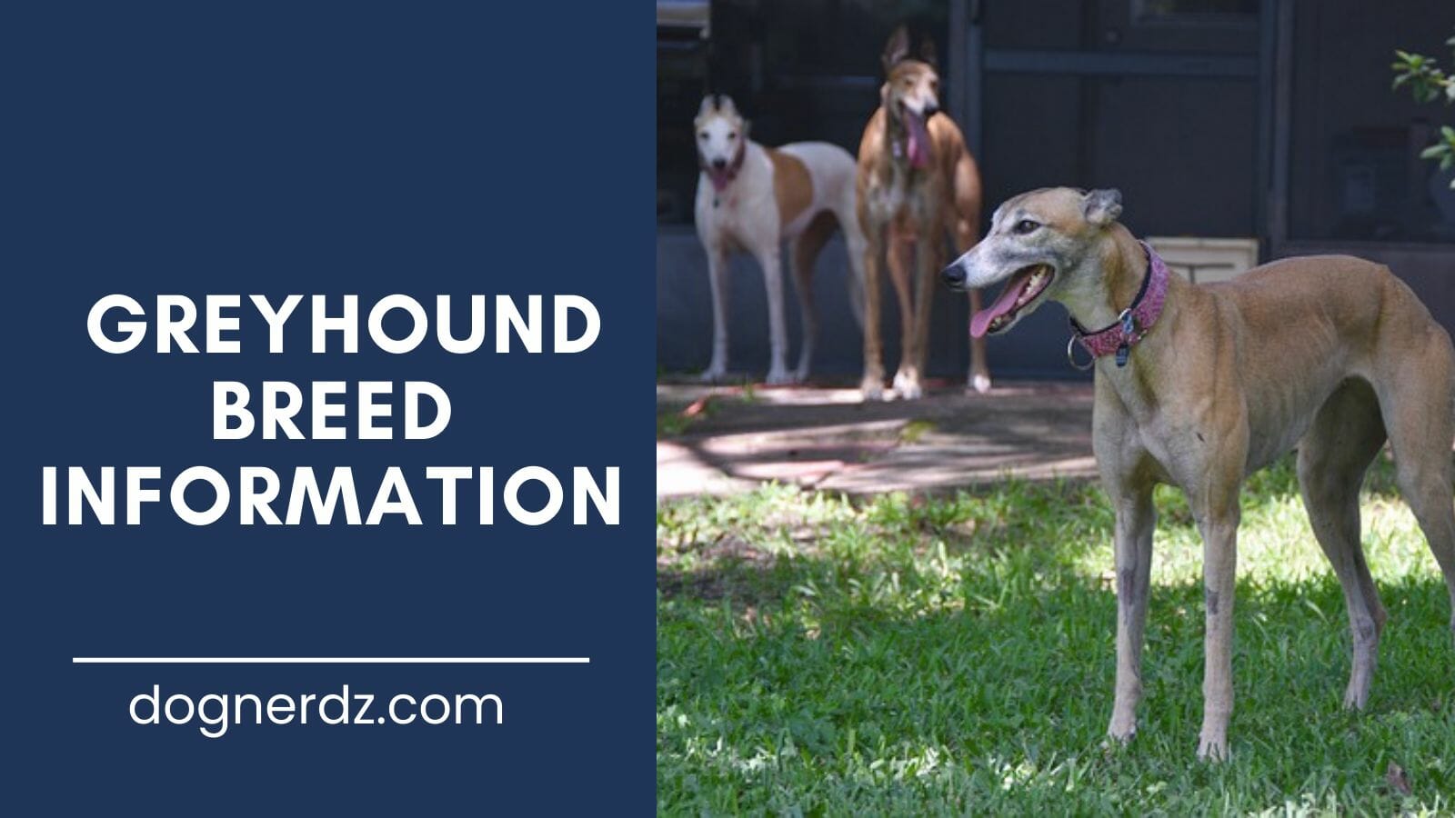 greyhound dog breed information