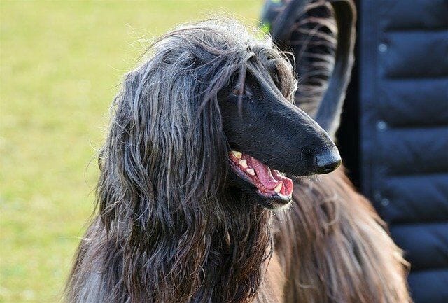 Other Similar Dog Breeds is Afghan Greyhound