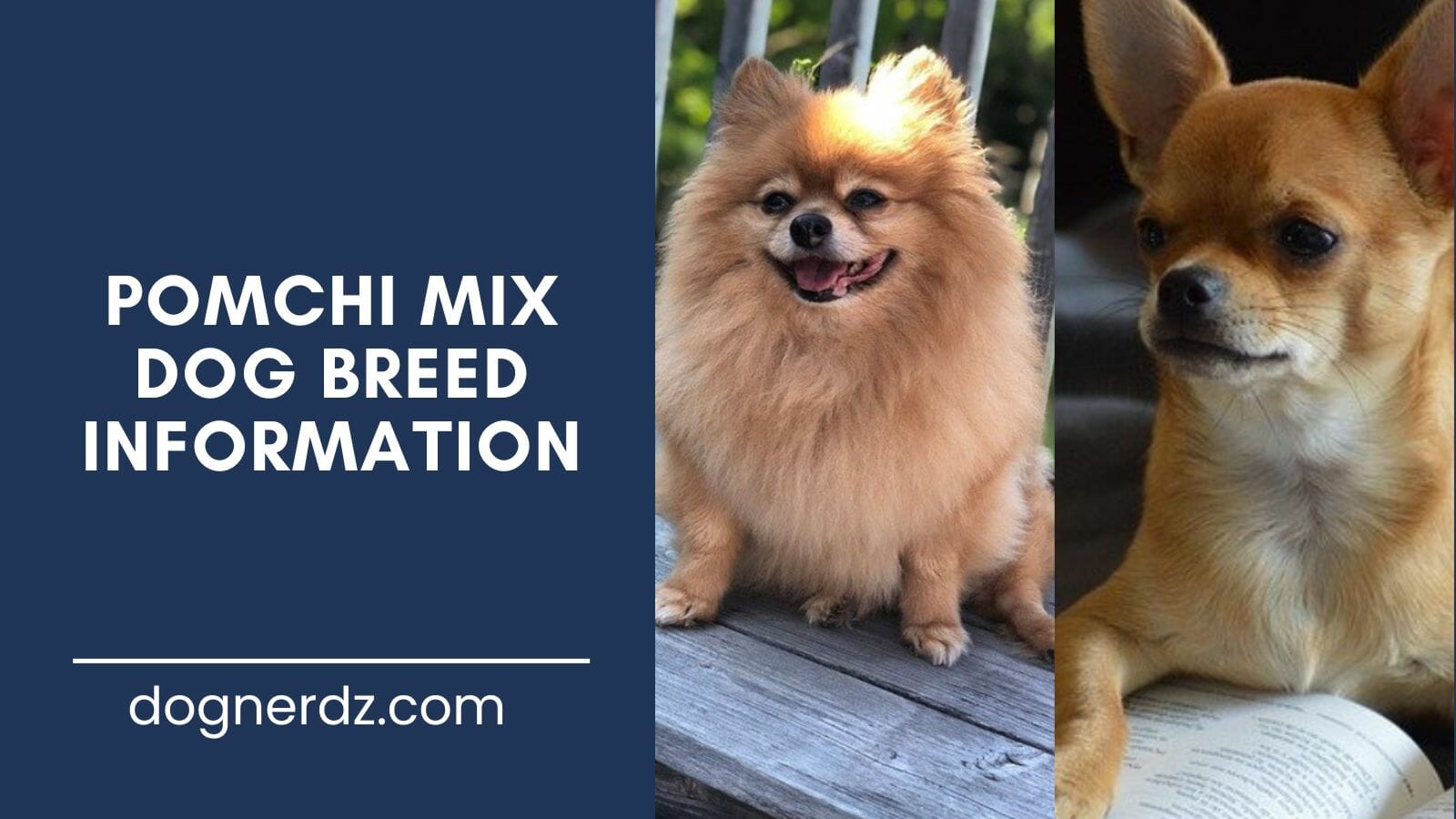 pomchi mix a cross between two of the smallest and most adorable breeds