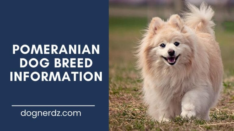 pomeranian dog breed information