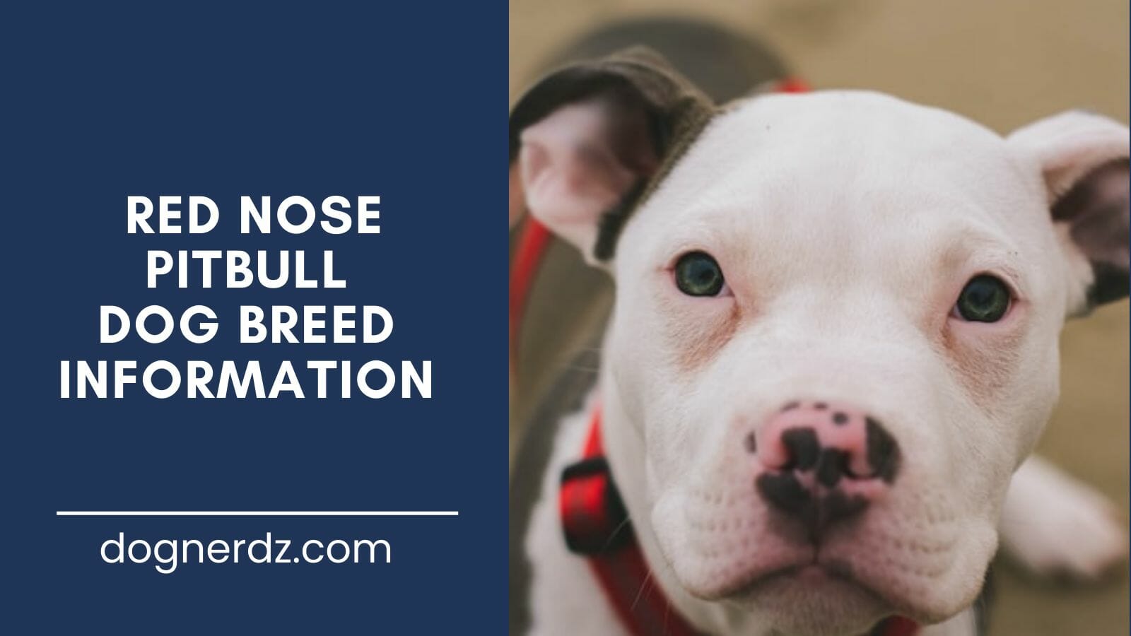red nose pitbull dog breed information guide