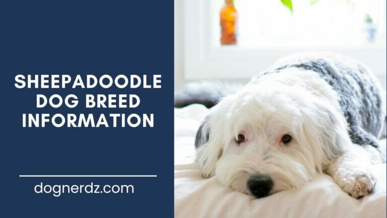 sheepadoodle dog breed information