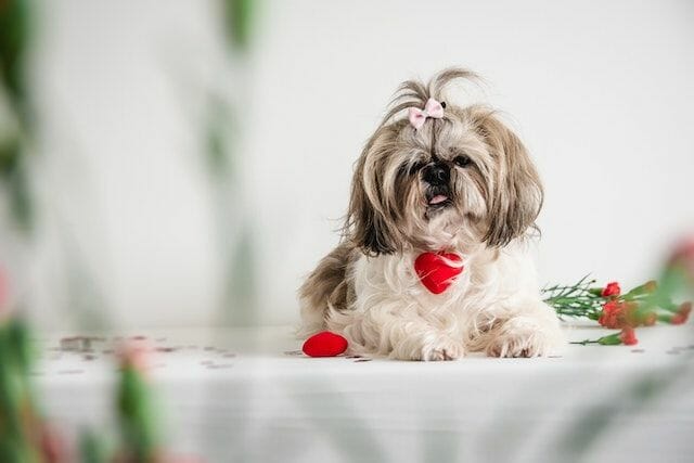 Teacup Shih Tzu Common Health Issues