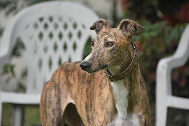 Greyhound Has a Short Coat That is Smooth to the Touch