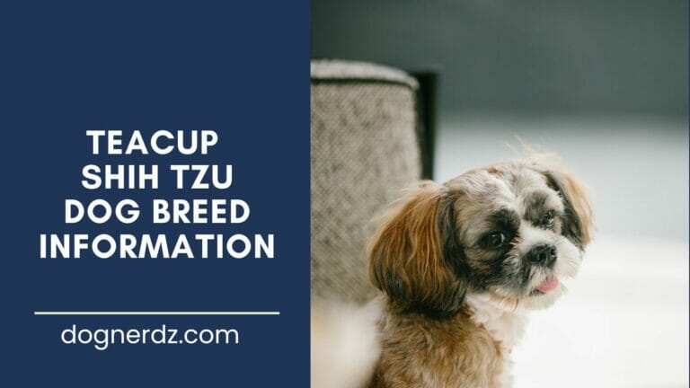 teacup shih tzu dog breed information