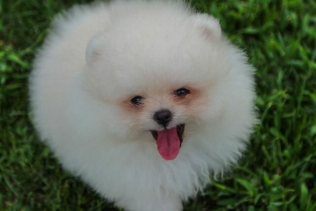 White Pomeranian Look