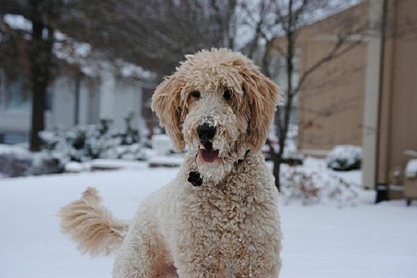 Urban Living Environment is Ideal for a Goldendoodle